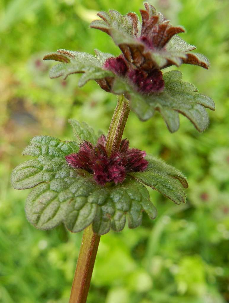 Lido di Venezia (VE) : Lamium amplexicaule